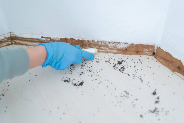Best Emergency Pest Control  in South Lebanon, OH